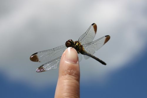 dragonfly iwate blue sky