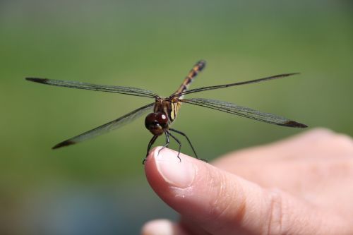 dragonfly insect green