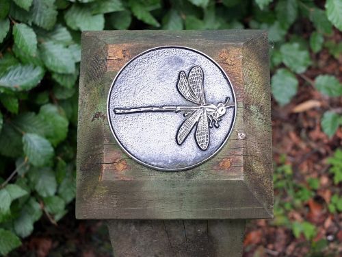 dragonfly guide garden