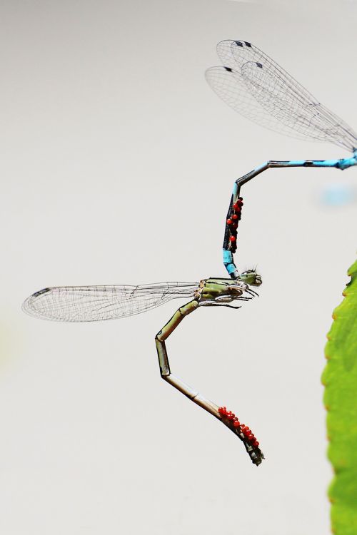 dragonfly mating wings