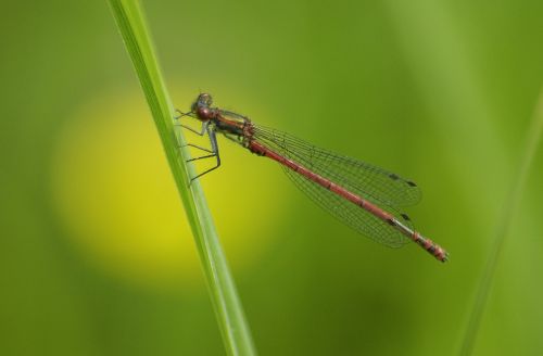 dragonfly meadow insect