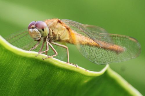 dragonfly insects green