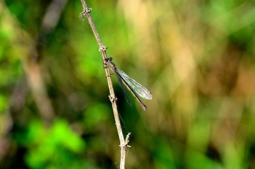 dragonfly insect flight insect