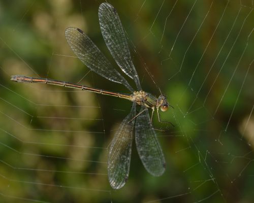 dragonfly insects web