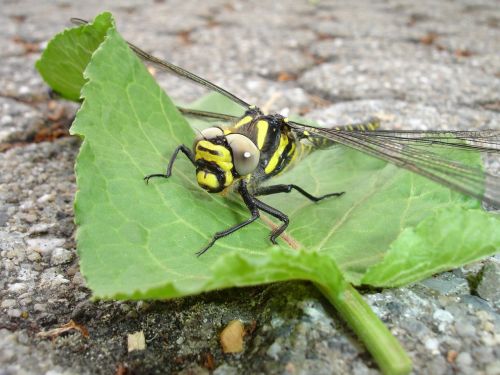 dragonfly insect yellow