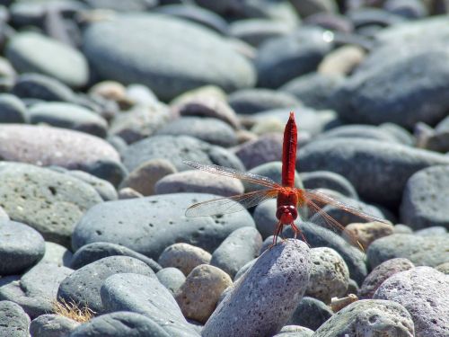 dragonfly beach stones