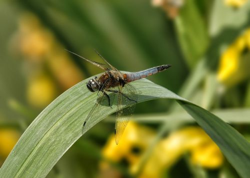 dragonfly insect pond