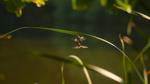 dragonfly love connected