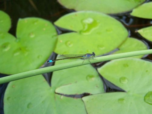 dragonfly aquatic plant nature