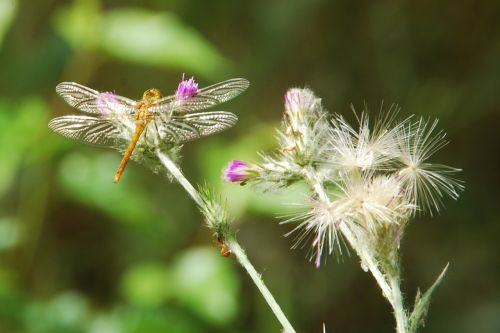 dragonfly close insect