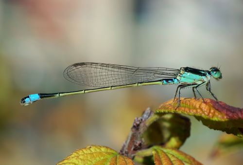 dragonfly senegal pechlibelle ischnura senegalensis