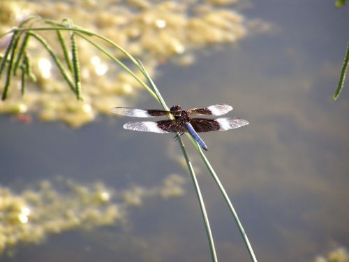 dragonfly bug insect