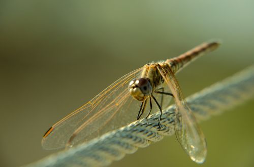 dragonfly bug insect