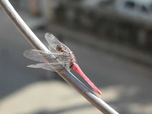 dragonfly pink insect