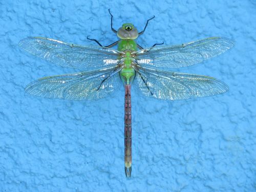 dragonfly insect macro