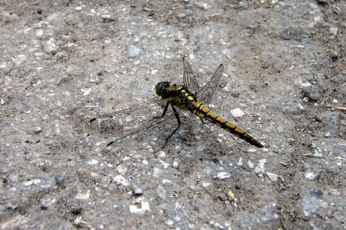 dragonfly macro summer