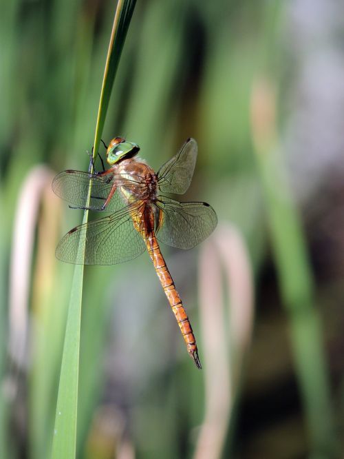 dragonfly insect nature
