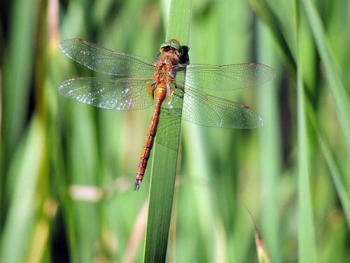 dragonfly insect nature