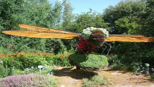 dragonfly garden plant