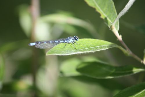 dragonfly nature alaska