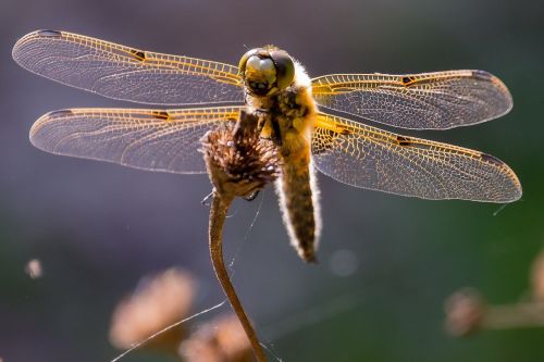 dragonfly close insect