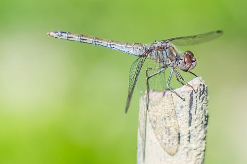 dragonfly mosquitoes insect