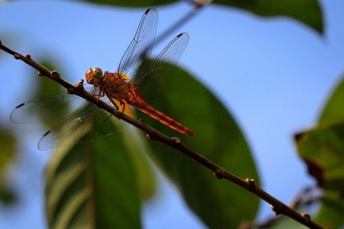 dragonfly nature insect