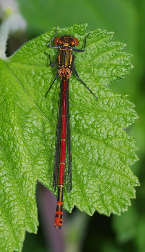 dragonfly damselfly large red