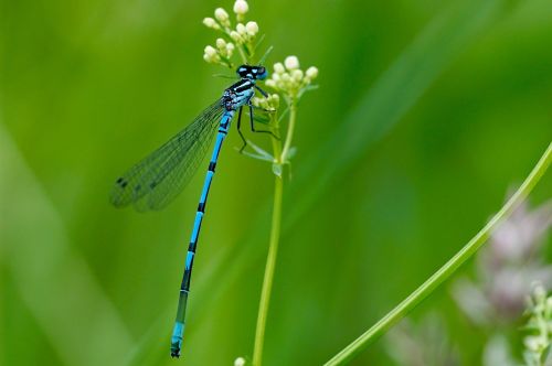 dragonfly insect nature