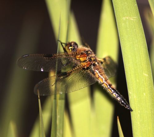 dragonfly aquatic animal outstrip