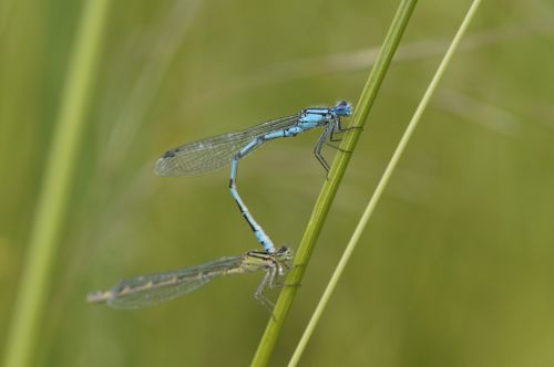 dragonfly males insect