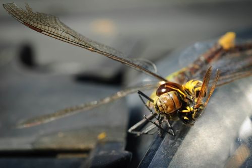 dragonfly wasp nature