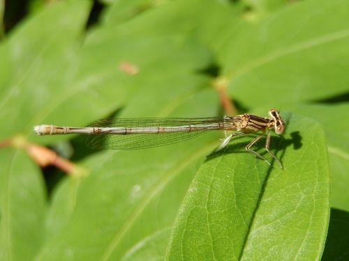 dragonfly insect macro