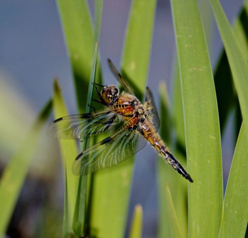 dragonfly at the pond fluegeltier