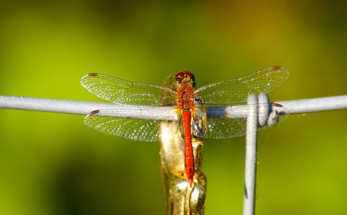 dragonfly red insect