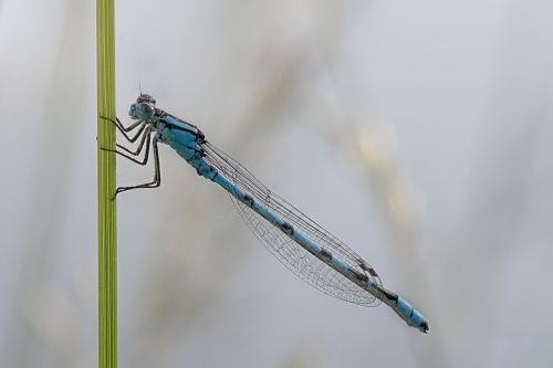 dragonfly macro enallagma
