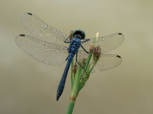 dragonfly insect nature