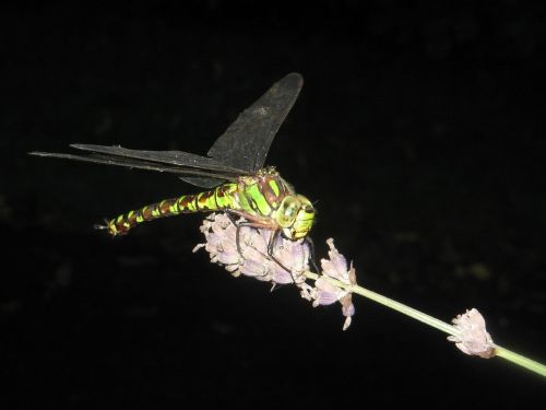 dragonfly insect wing