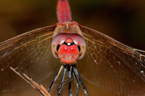 dragonfly sympetrum fonscolombii