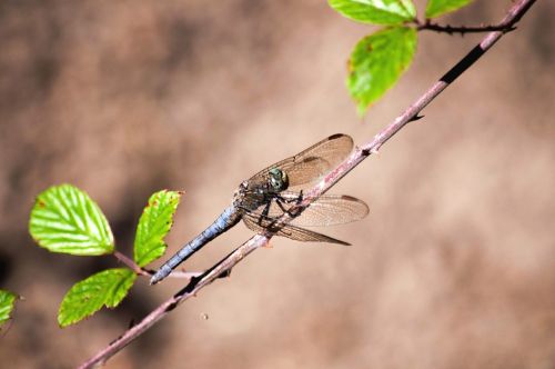 dragonfly nature insect