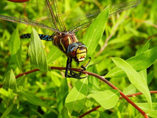 dragonfly outside nature