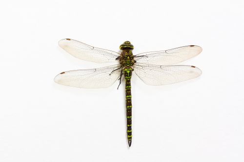 dragonfly insect animal