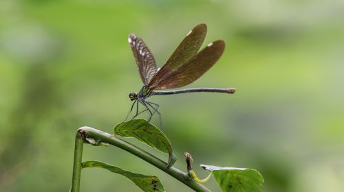 dragonfly china geopark