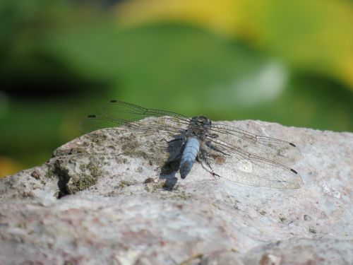 dragonfly animal insect