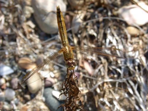dragonfly golden insects