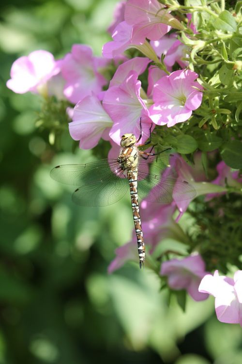 dragonfly blossom bloom