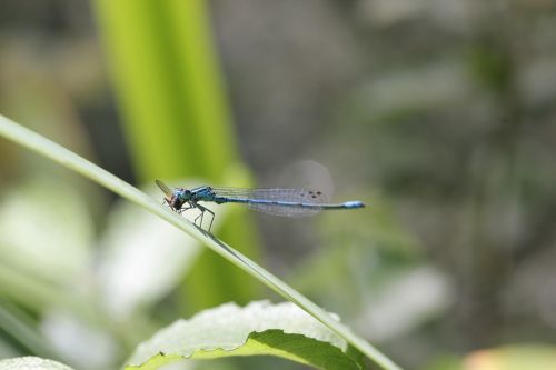 dragonfly blue close