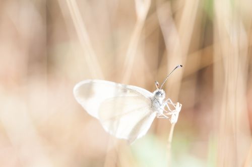 dragonfly transparent lucid