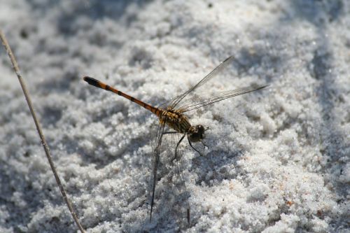 dragonfly insect macro