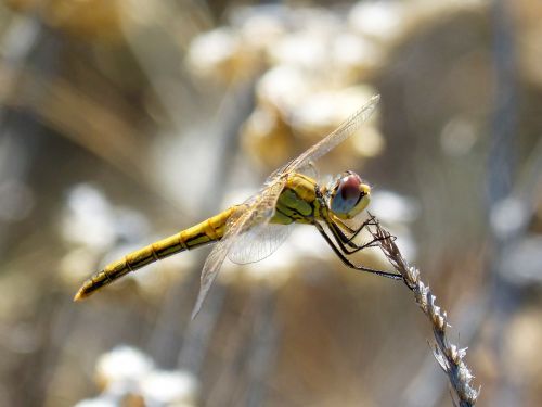 dragonfly insect libelulido